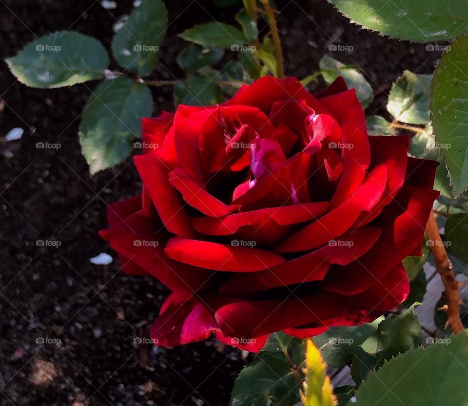 A perfect red rose