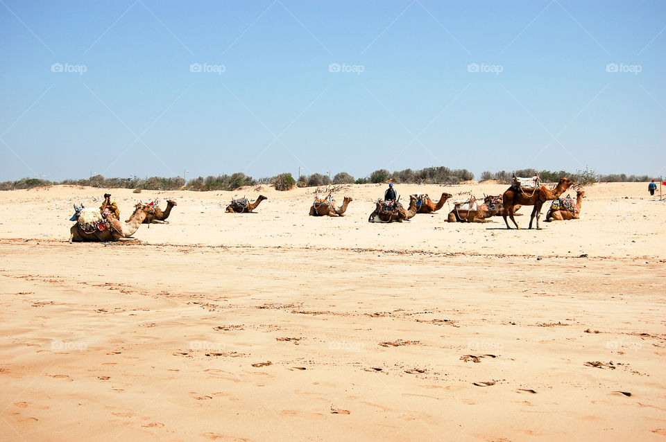 Camels