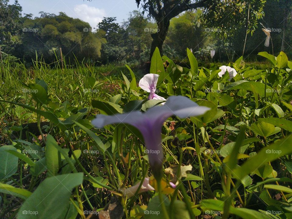Beautiful natural green scenery