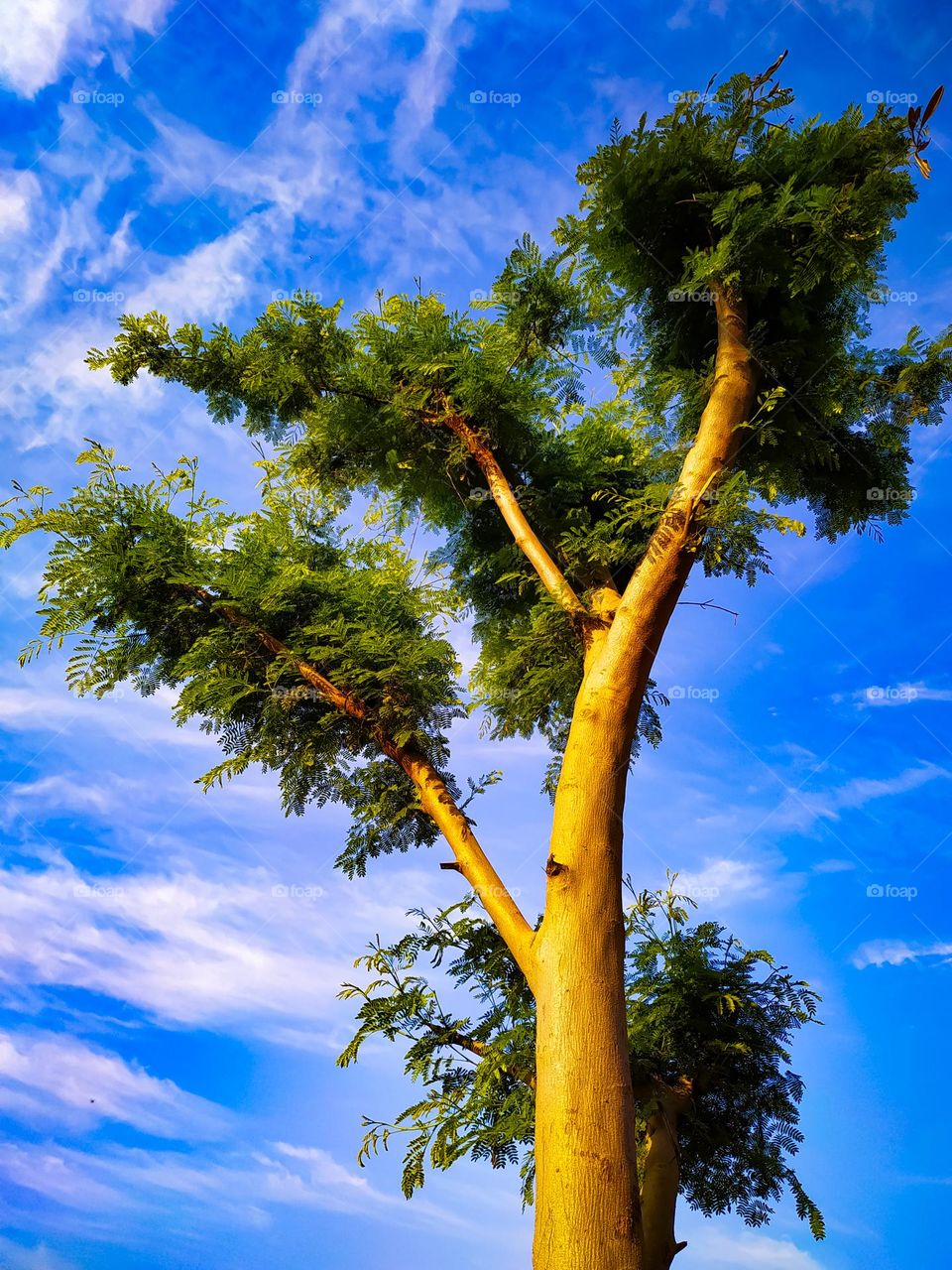 A beautiful view of small leaves on Leucaena leucocephala or river tamarind  tree branches against a cloudy  sky