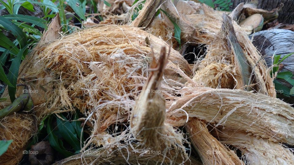 Cascas de côcos no solo.