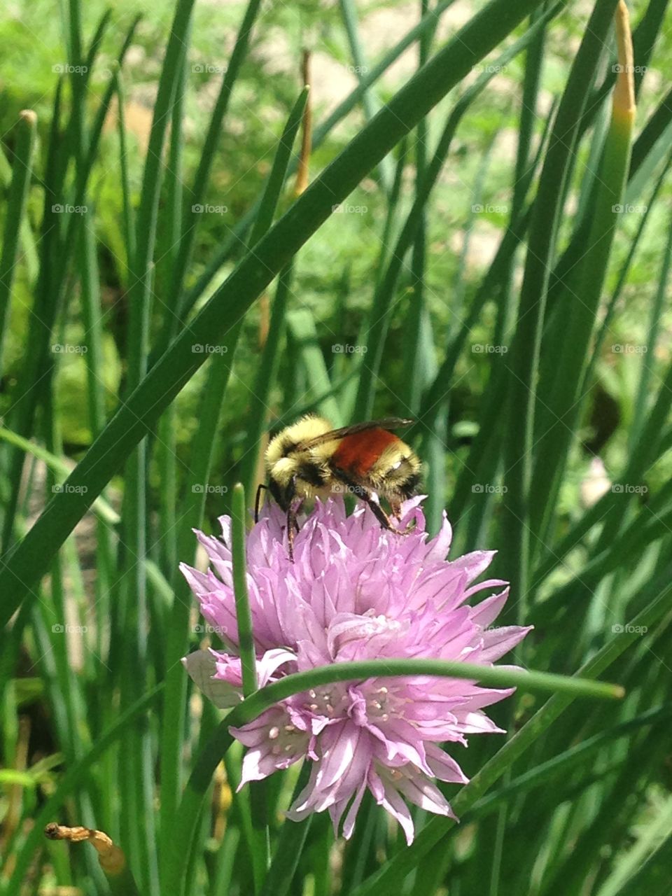 Bee at work 