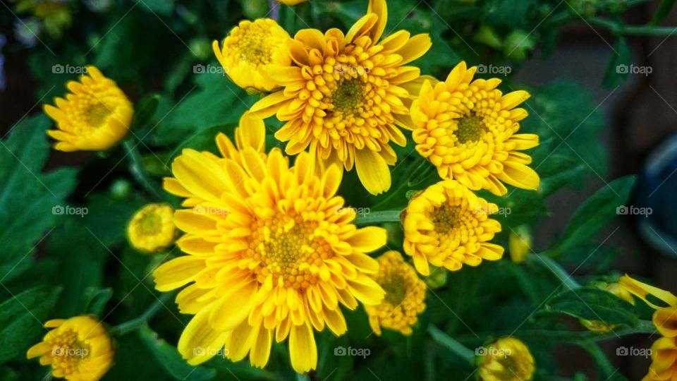 yellow colour stories