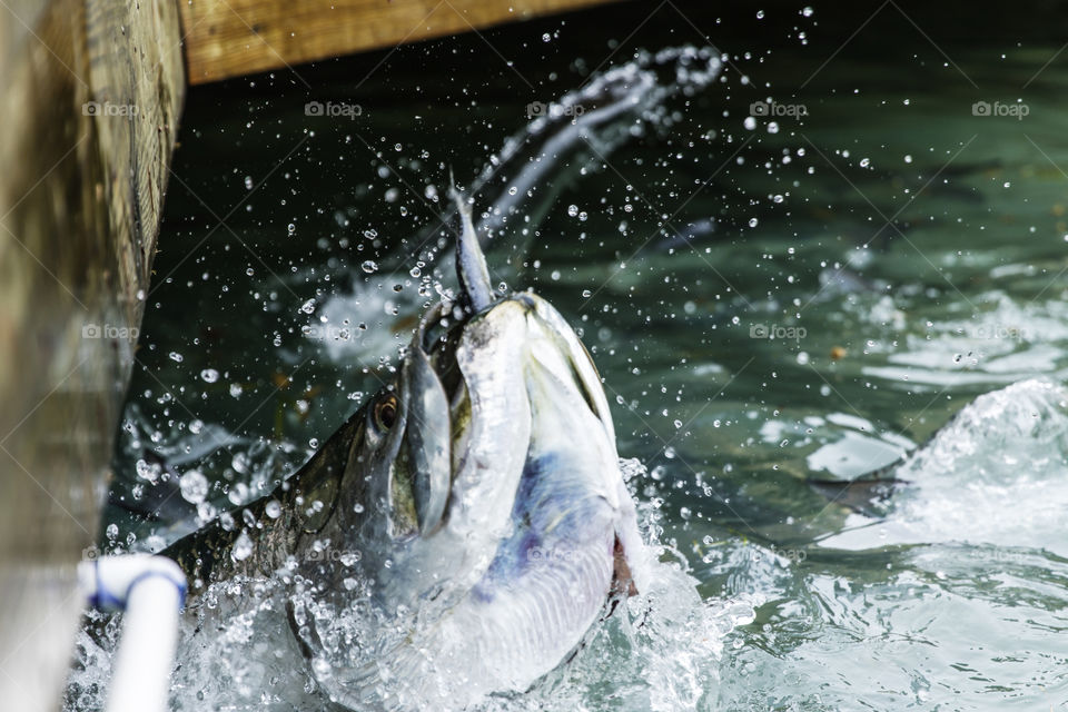 Feeding Big Tarpon