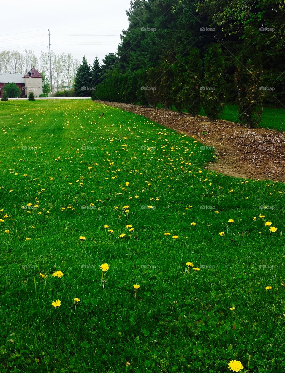 Spring Grass. Lawn