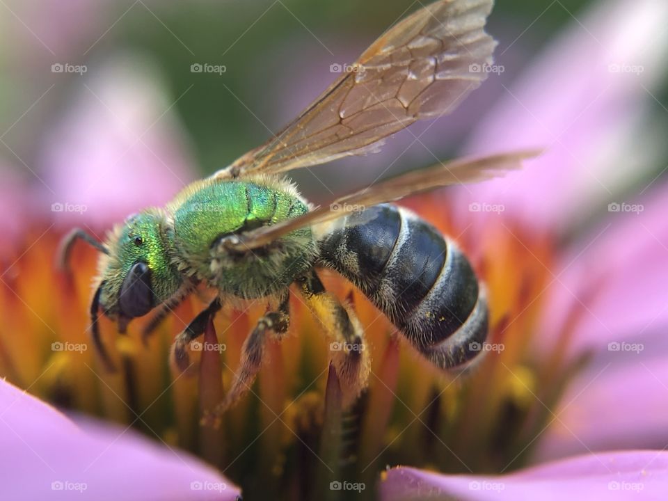 Green metallic sweat bee