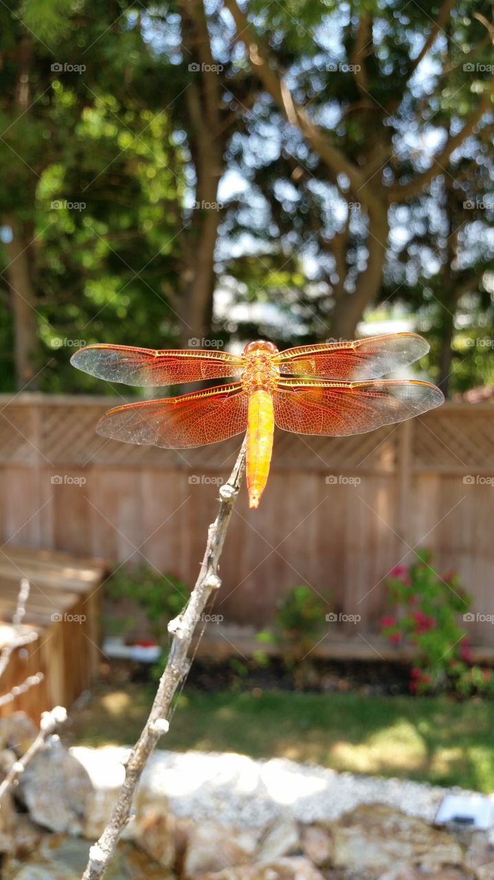 Dragonfly