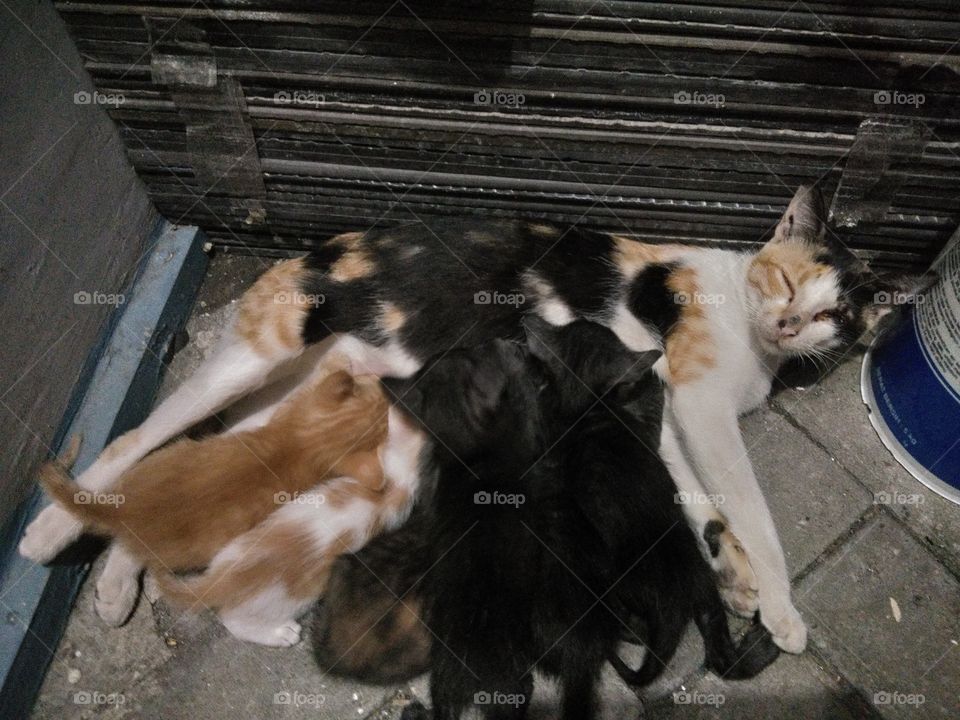 cat's family