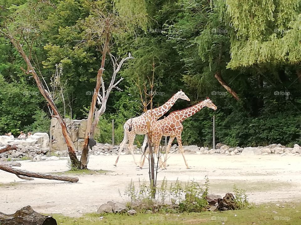 Tierpark Giraffen
