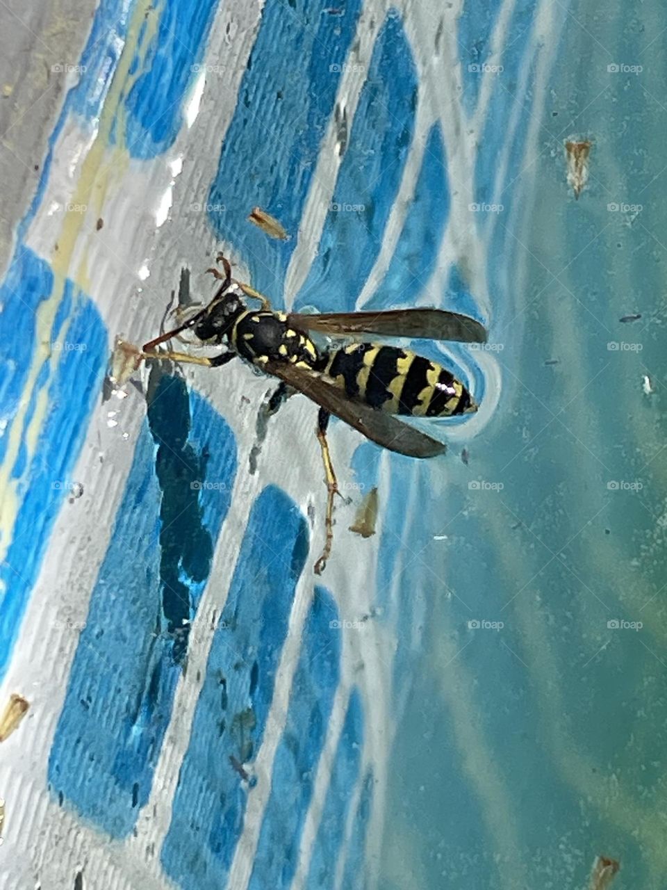 Bee. Uma visita inesperada, a boiar na piscina.