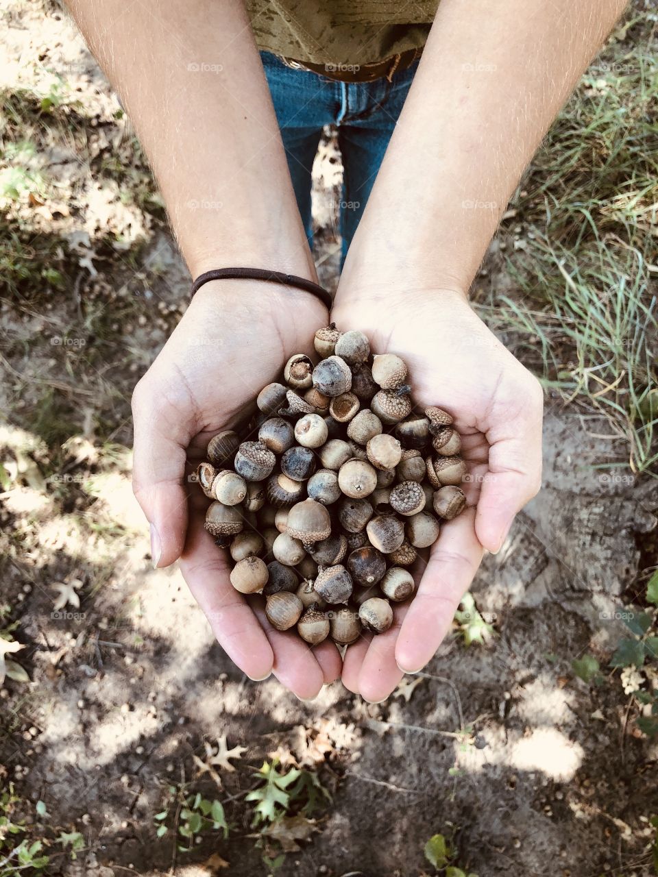A handful of golden brown acorns.