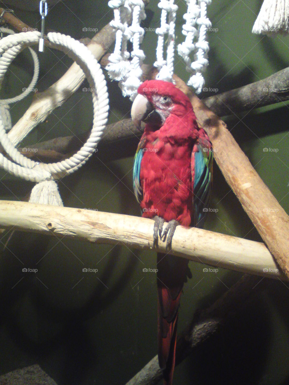 parrot