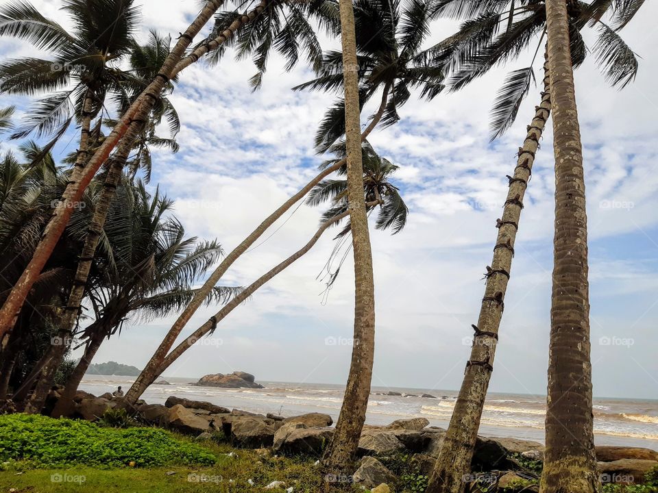 Palm trees beside the sea at Beruwala ,Sri lanka