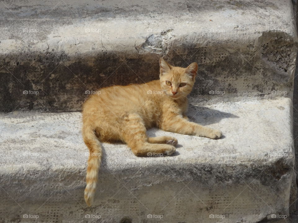 cat in calabria
