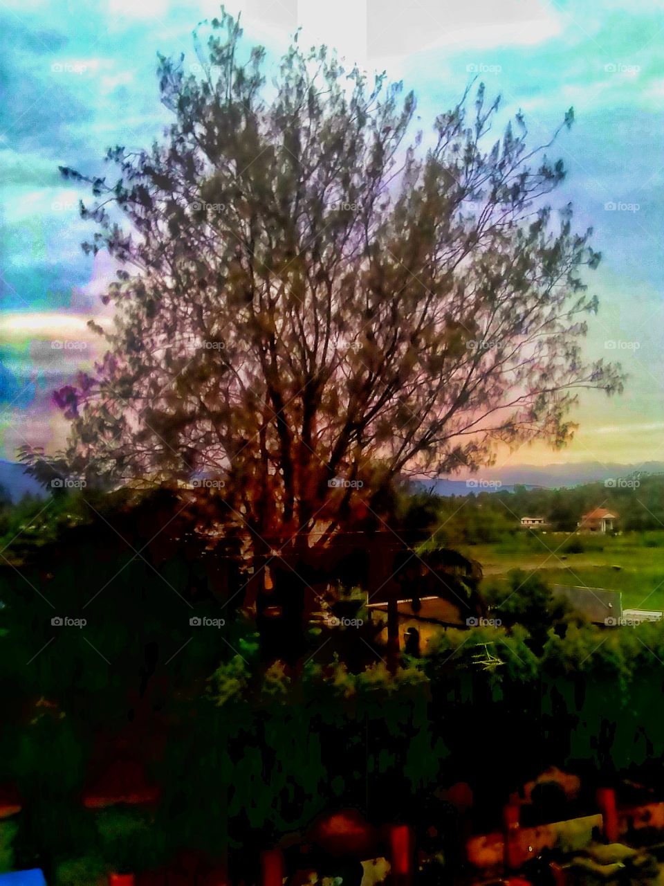 pattern of tree in the garden