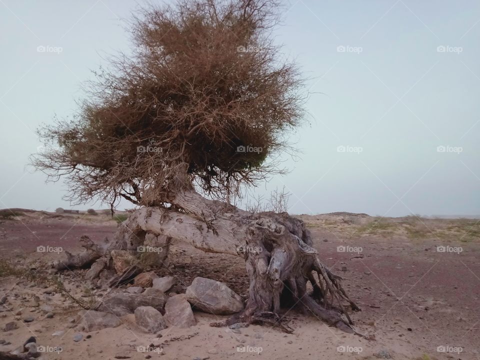 devils tree to the way of Aseelah in oman