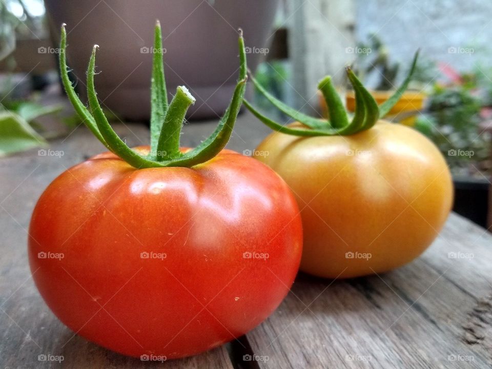 tomates