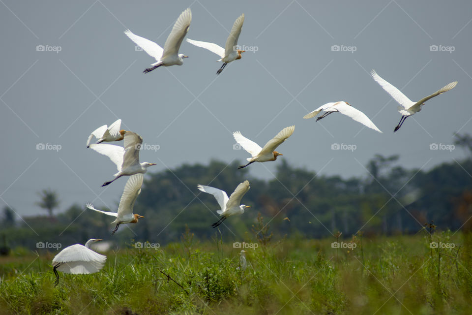 rice field landscape
