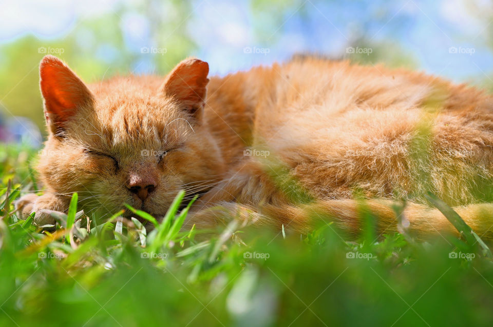 A sleepy chubby wild cat in the park 