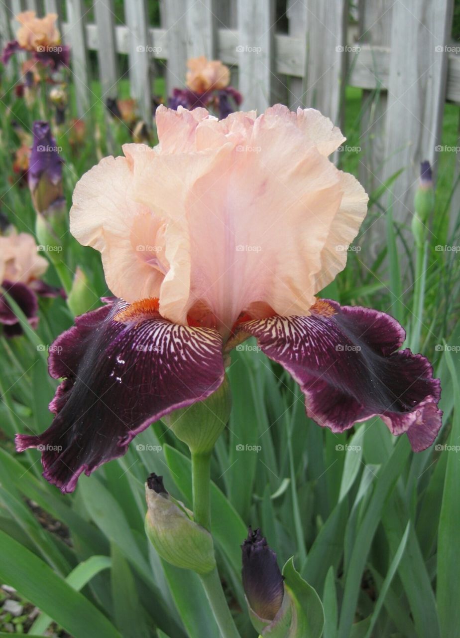 The Iris