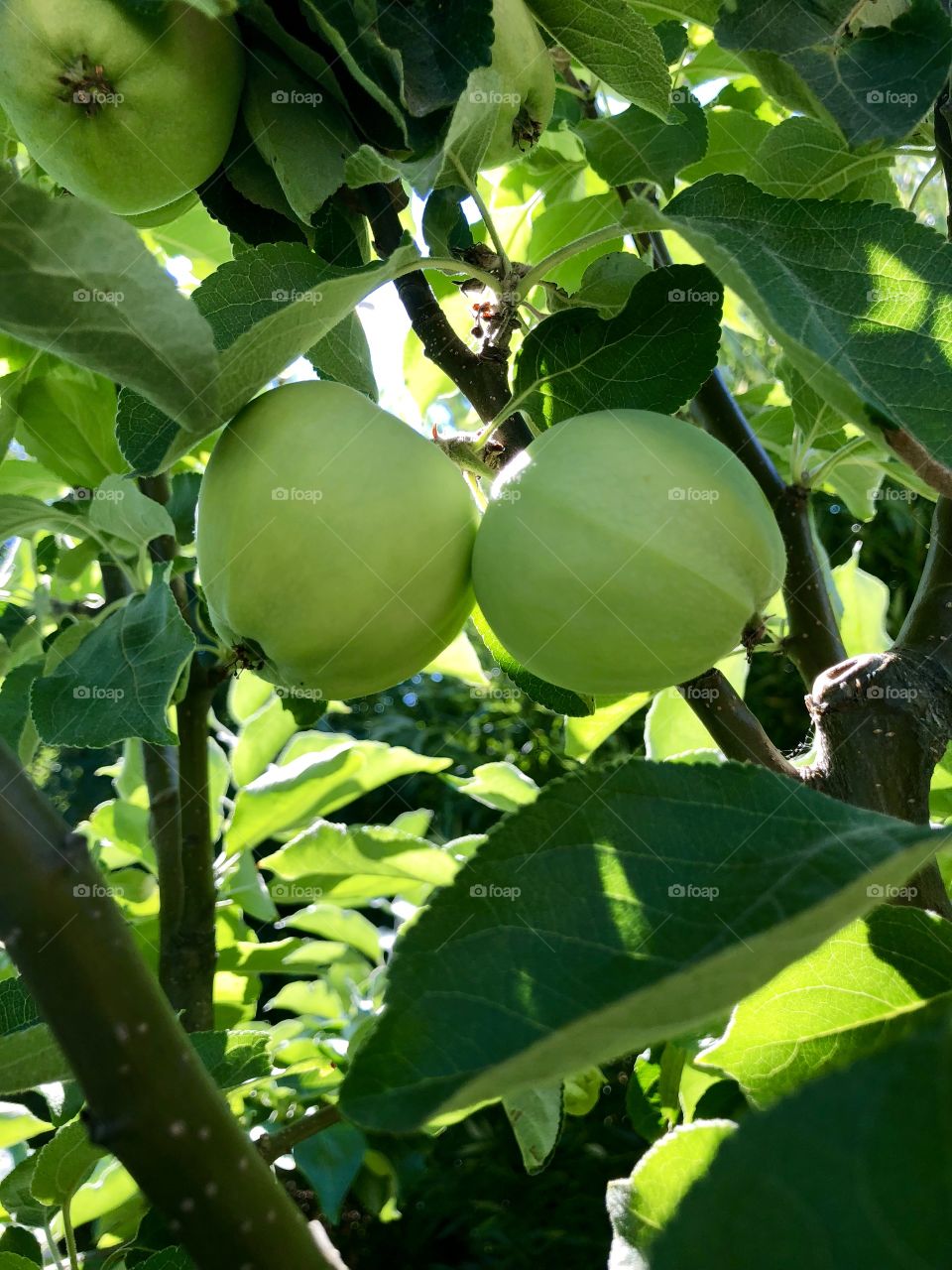 Apple tree