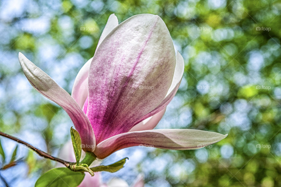 Magnolia flower blooming at outdoors