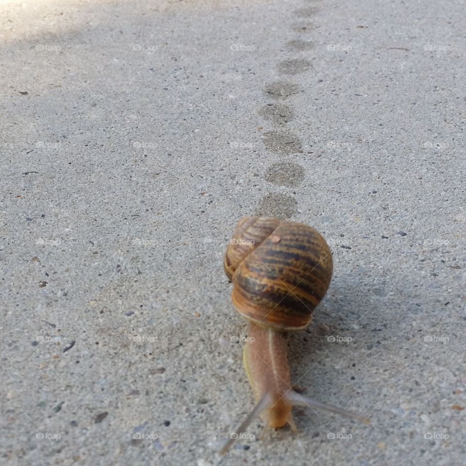 the struggle is real   snail slime trail cement