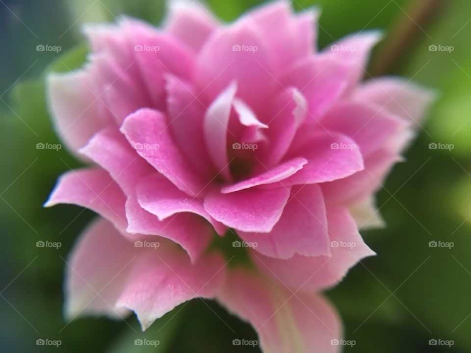 Pink flower. 