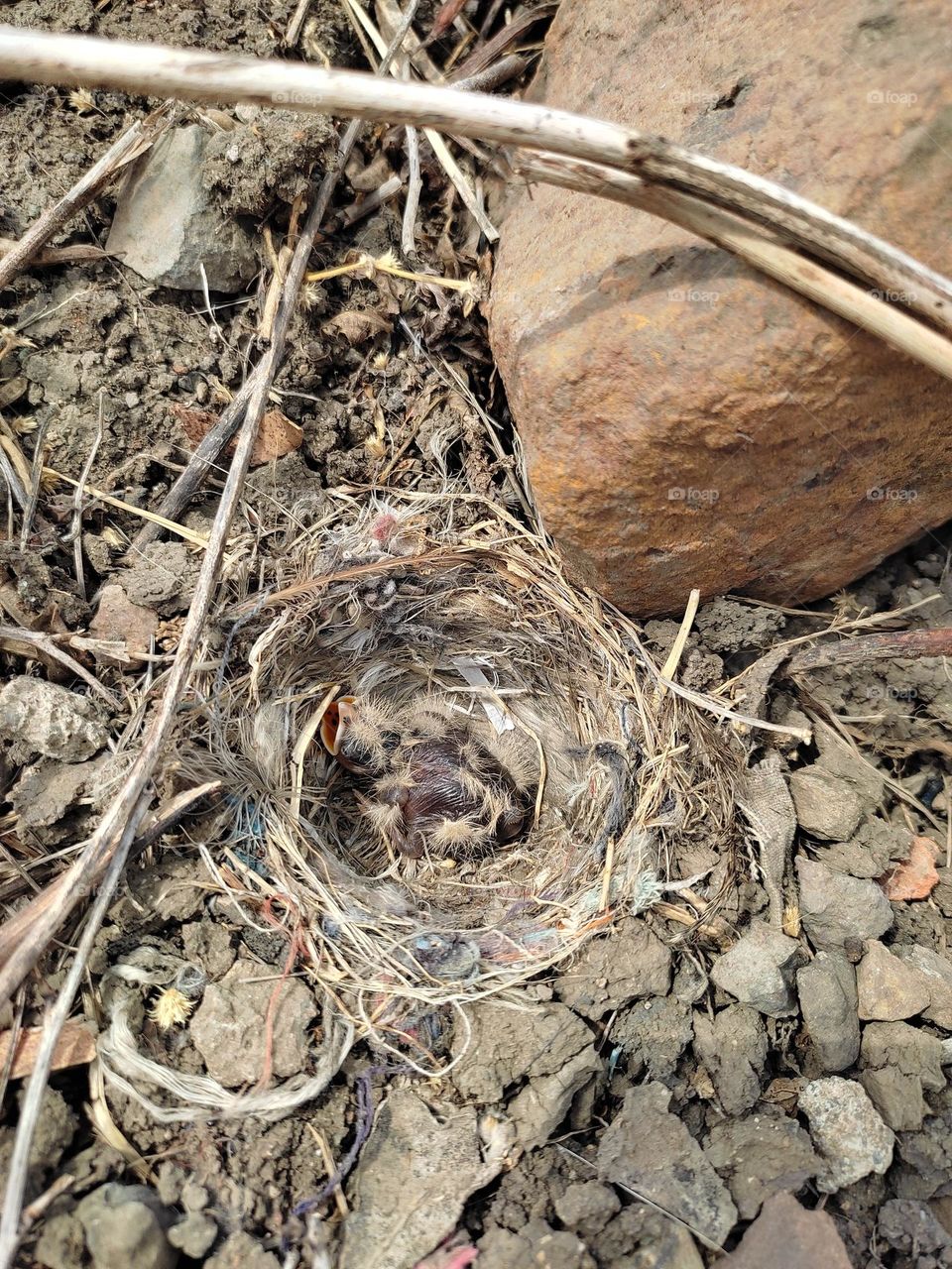 nestling of ashy-crowned sparrow lark.