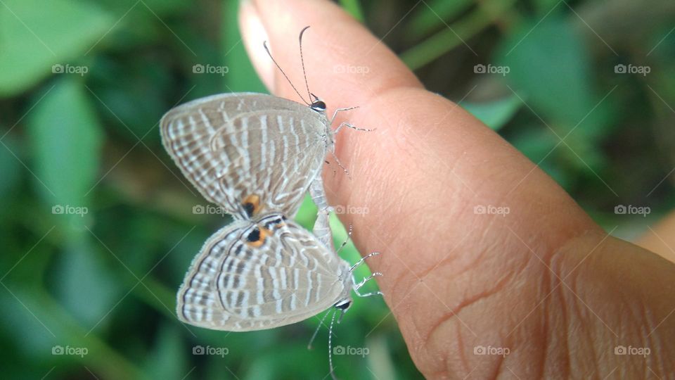 A pair of little butterflies perched on the fingertips