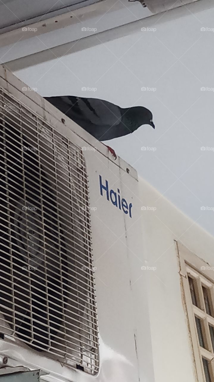 The bird is very very beautyfull and quite