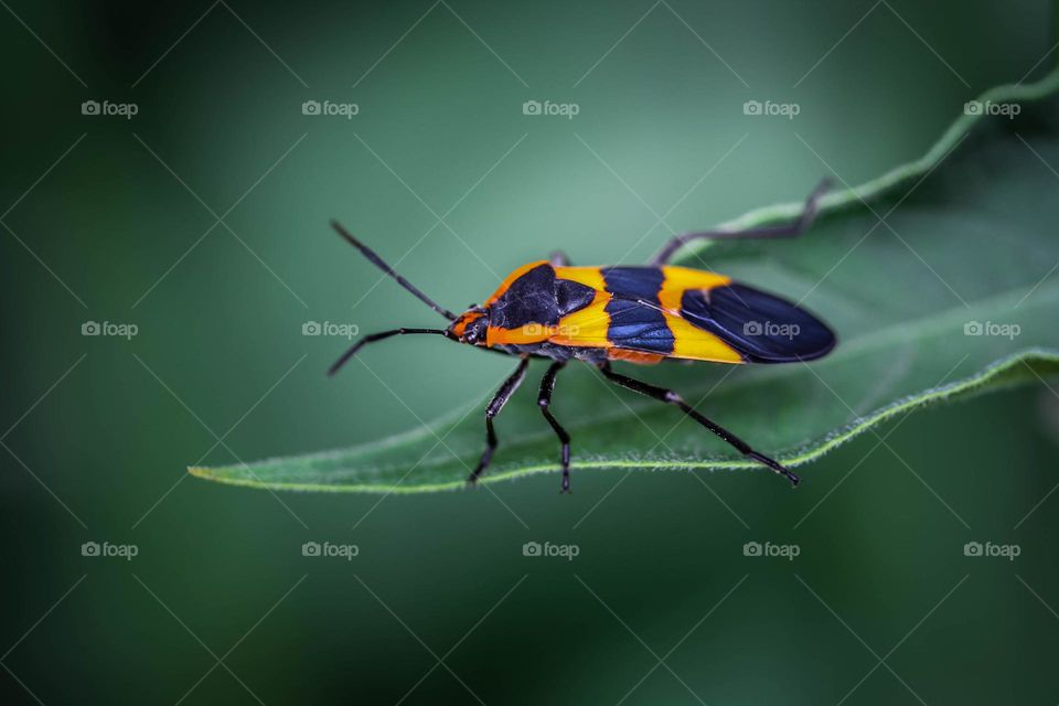 Orange-and-black bug on a green leaf