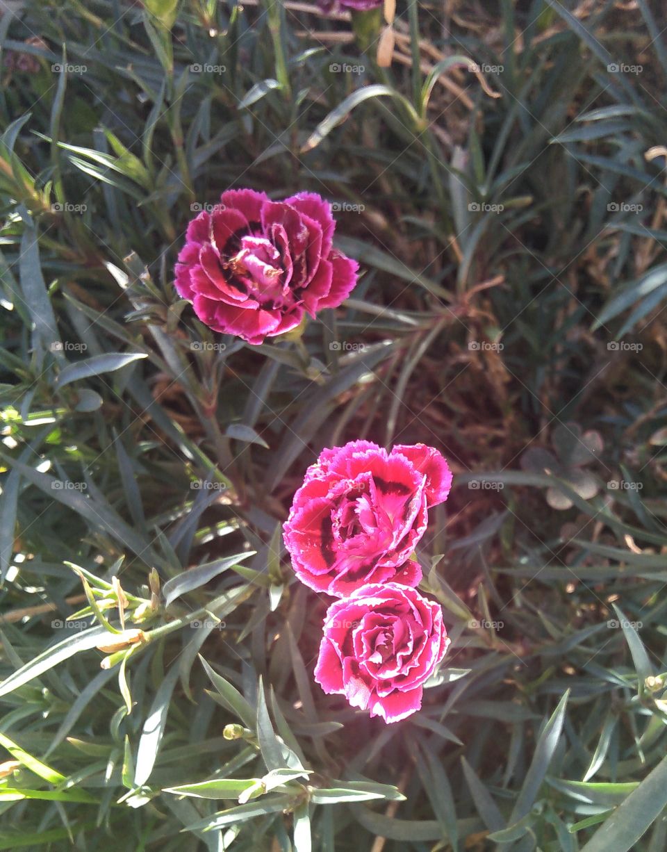 rosas de España