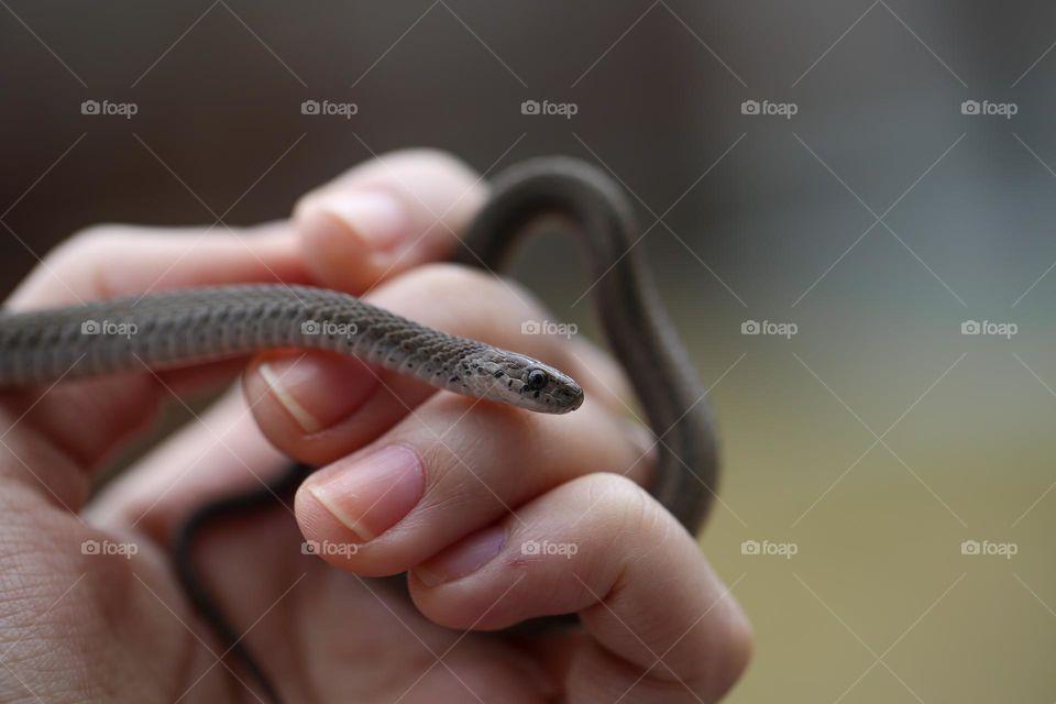 small snake held in hand in a garden