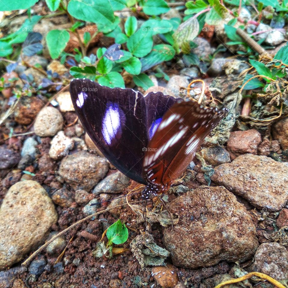 Beautiful butterfly perched on the rock