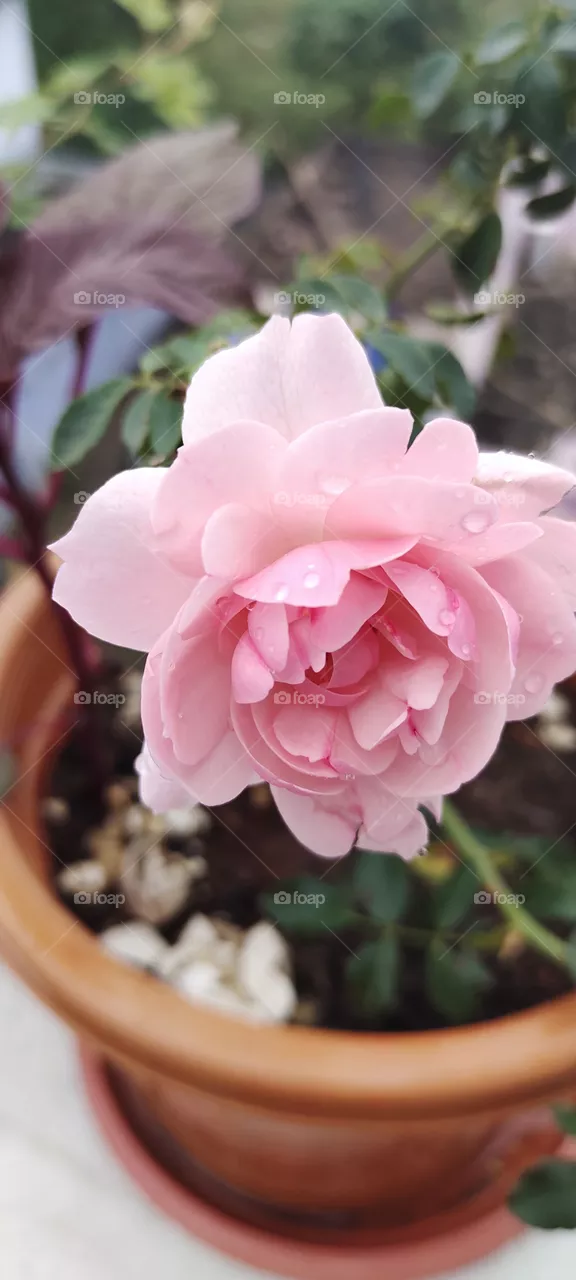 light pink rose in monsoon season