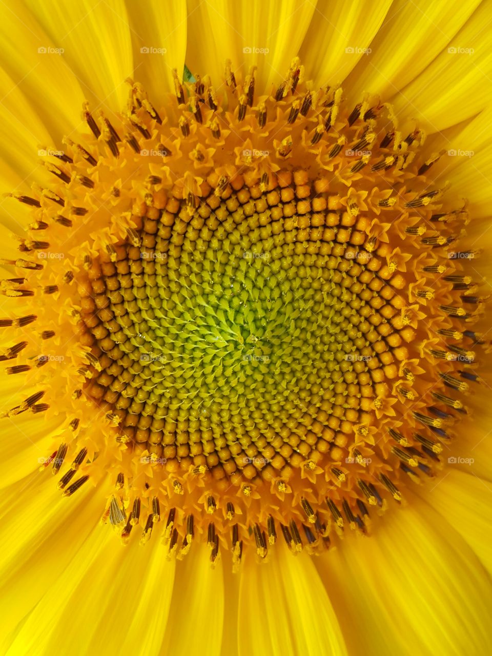 sunflower macro shot