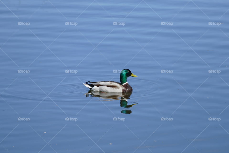 Duck
