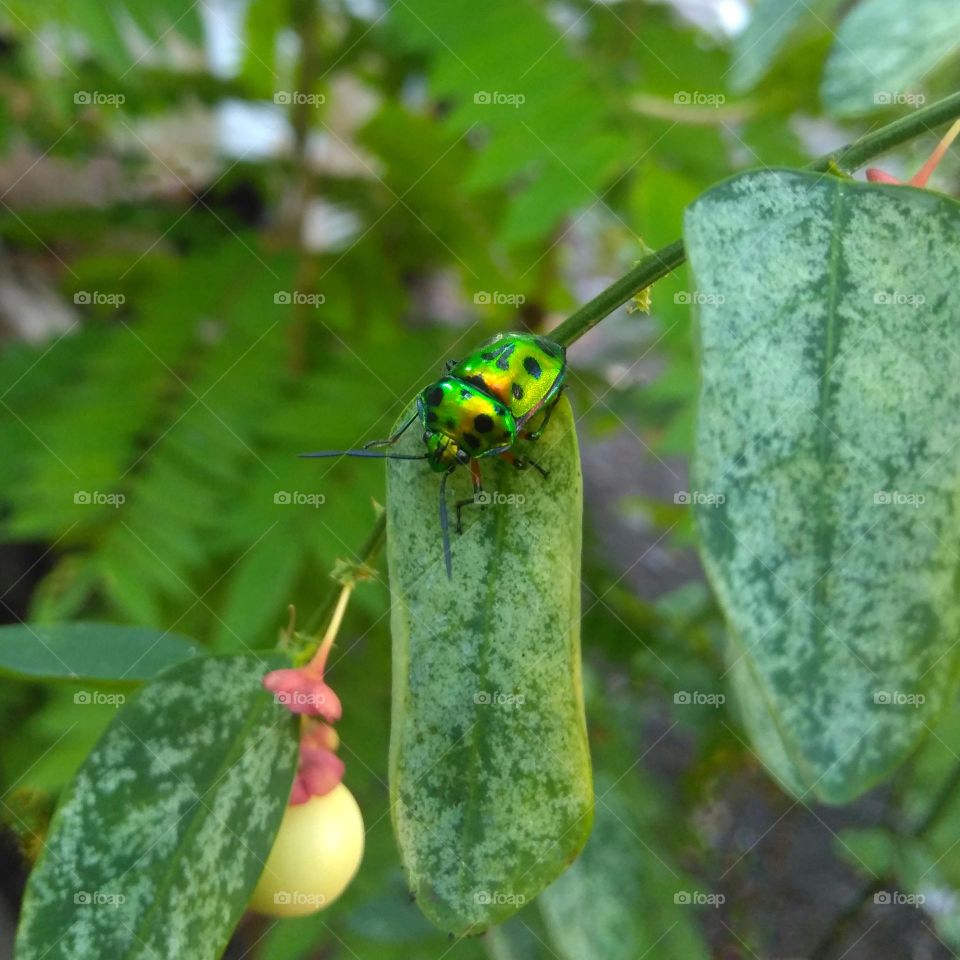 Green bug on green leaf