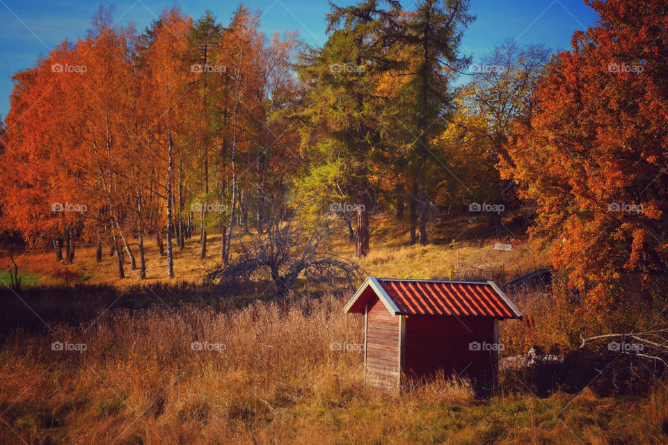 View of autumn trees