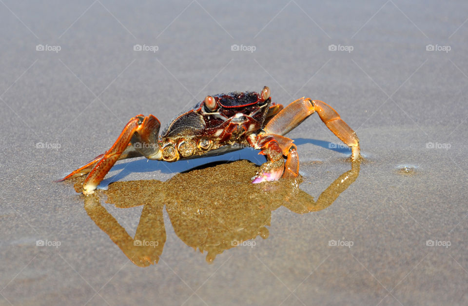 Crab in the ocean