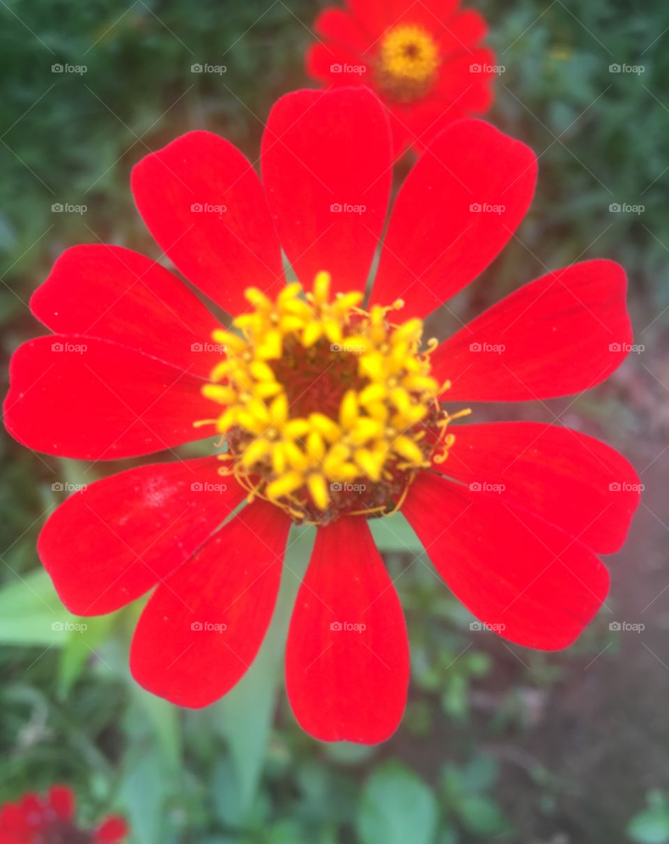 🌹 🇺🇸 Very beautiful flowers to brighten our day.  Live nature and its beauty. Did you like the delicate petals? / 🇧🇷 Flores muito bonitas para alegrar nosso dia. Viva a natureza e sua beleza. Gostaram das pétalas delicadas? 