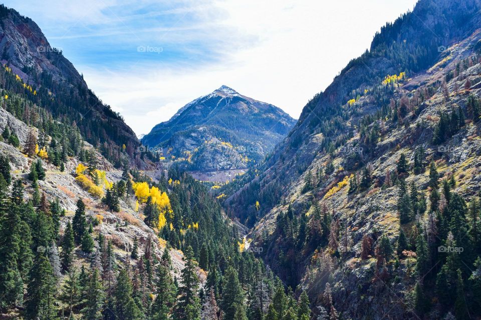Isolated groves of aspen trees add color to shear mountain cliffs in southwest Colorado
