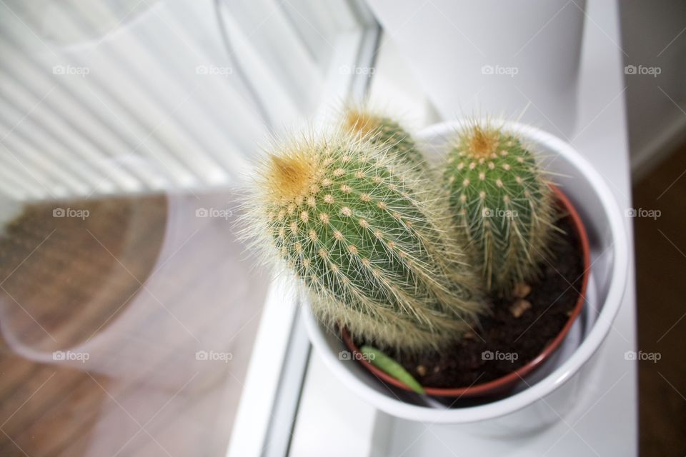 Cactus by a window