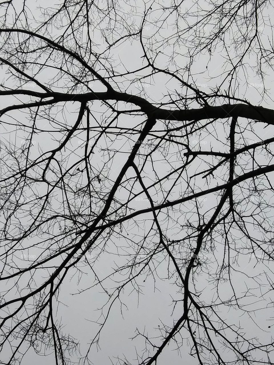 branches