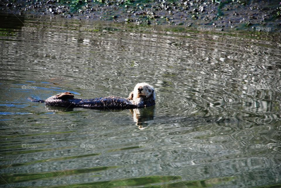 Sea otter floating in Homer harbor