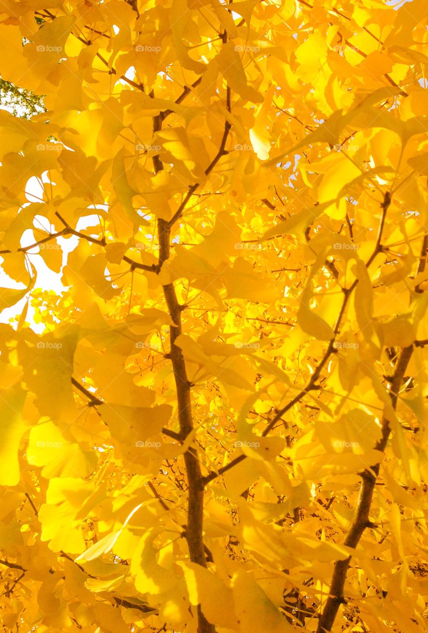 Yellow ginkgo tree