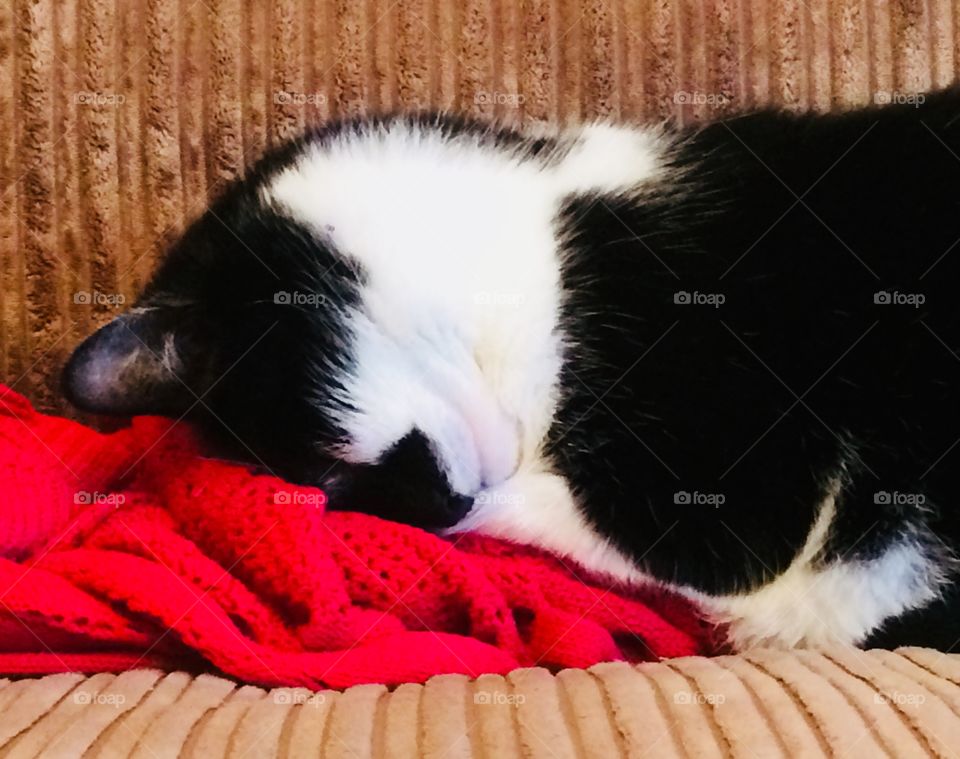 Tough day for a cat - no stop rain in North Devon - I’ll just close my eyes.....