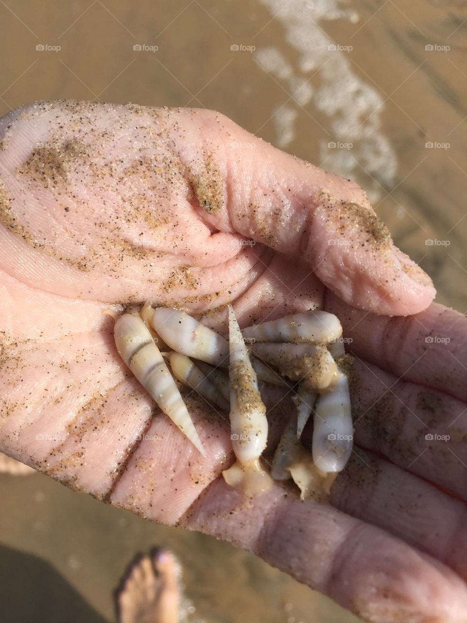 Hand holding shells.