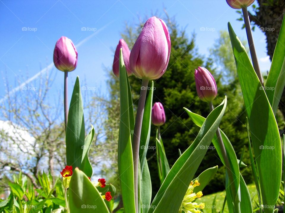 Tulips